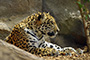 Leopard im Loro Parque