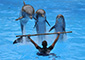 Delfin-Show im Loro Parque